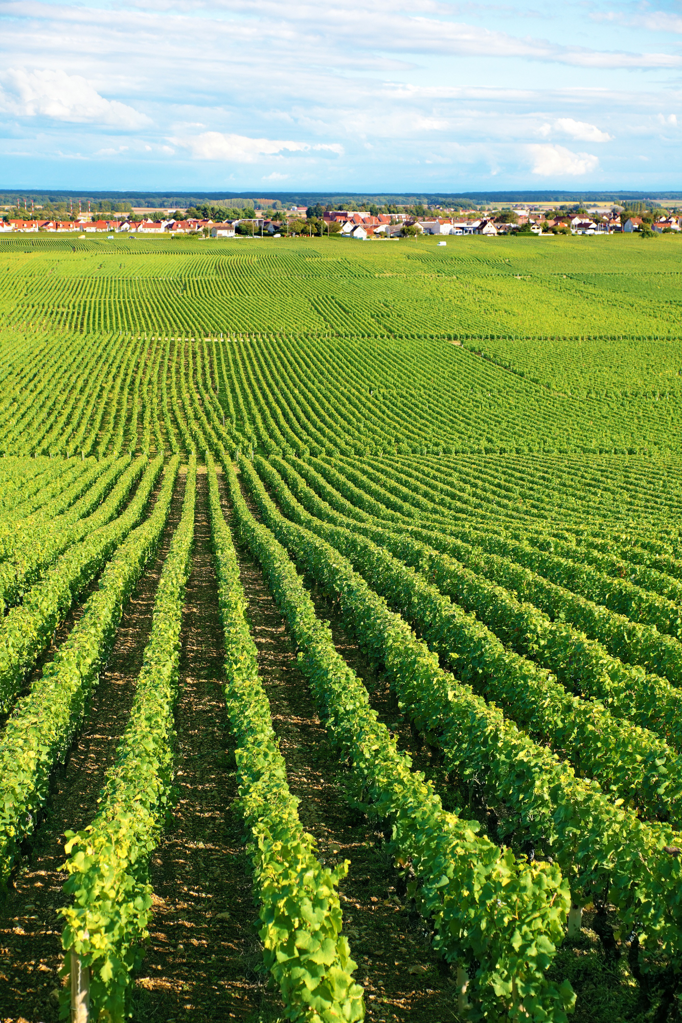 Mariseth Farms